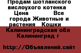 Продам шотланского вислоухого котенка › Цена ­ 10 000 - Все города Животные и растения » Кошки   . Калининградская обл.,Калининград г.